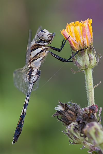 Oestlicher Blaupfeil - Orthetrum albistylum - Junges Maennchen  