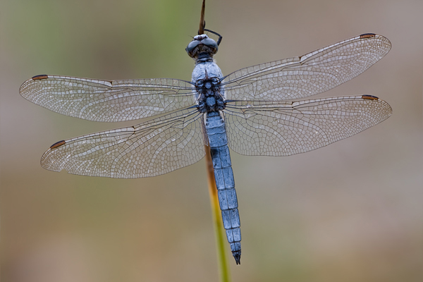 Suedlicher Blaupfeil - Orthetrum brunneum - Maennchen - Muldentalkreis (Sachsen)