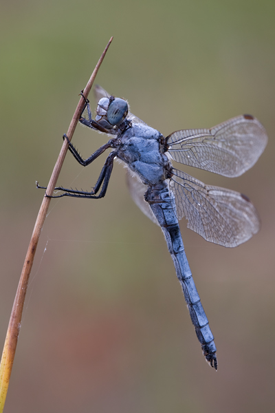Suedlicher Blaupfeil - Orthetrum brunneum - Maennchen - Muldentalkreis (Sachsen) 