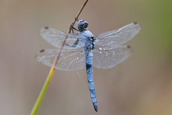 Suedlicher Blaupfeil - Orthetrum brunneum - Maennchen - Muldentalkreis (Sachsen)