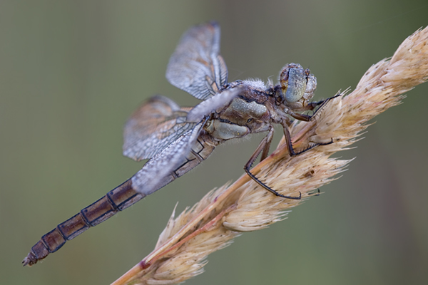 Suedlicher Blaupfeil - Orthetrum brunneum - Weibchen - Muldentalkreis (Sachsen)