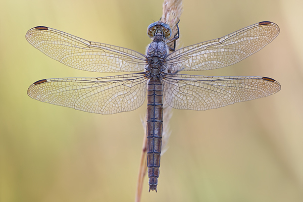 Suedlicher Blaupfeil - Orthetrum brunneum - Weibchen - Muldentalkreis (Sachsen)