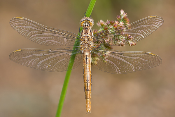 Suedlicher Blaupfeil - Orthetrum brunneum - Weibchen - Muldentalkreis (Sachsen)