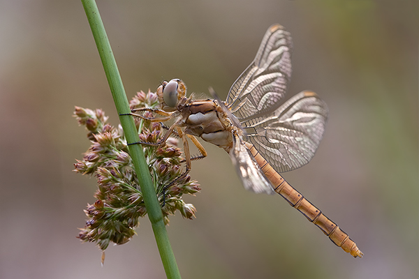 Suedlicher Blaupfeil - Orthetrum brunneum - Weibchen - Muldentalkreis (Sachsen)
