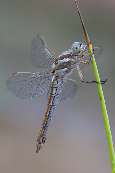 Suedlicher Blaupfeil - Orthetrum brunneum - Weibchen - Muldentalkreis (Sachsen)