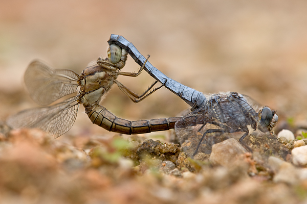 Paarungsrad von Orthetrum brunneum - Suedlicher Blaupfeil - Sachsen - Muldental - Grimma 