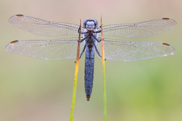 Suedlicher Blaupfeil - Orthetrum brunneum - Maennchen Odonata Sachsen Großlibellen Libellen Segellibellen