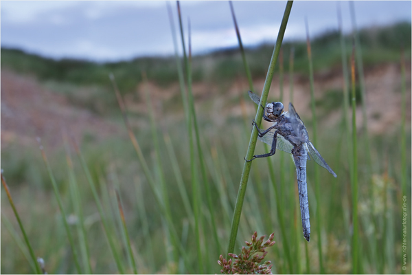 Suedlicher Blaupfeil - Orthetrum brunneum - Maennchen Odonata Sachsen Großlibellen Libellen Segellibellen
