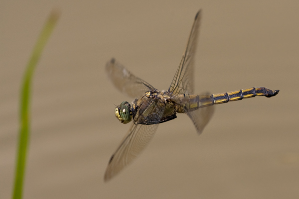 Großer Blaupfeil - Orthetrum cancellatum - Weibchen