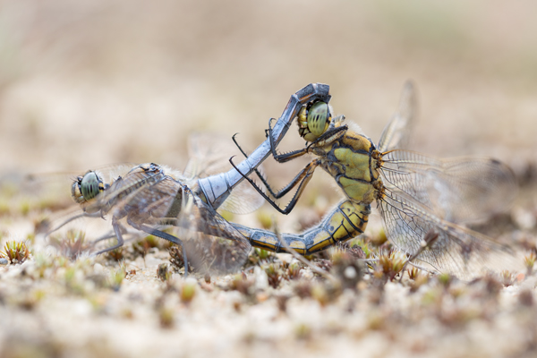 Großer Blaupfeil - Orthetrum cancellatum - Weibchen, Maennchen, Paarungsrad, Großlibellen, Orthetrum, Segellibellen, Odonata, Sachsen