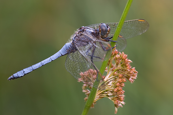 Kleiner Blaupfeil - Orthetrum coerulescens Maennchen - Muldentalkreis (Sachsen)