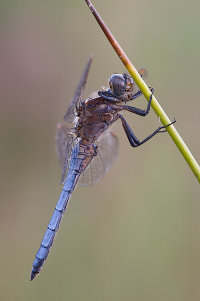 Kleiner Blaupfeil - Orthetrum coerulescens Maennchen - Muldentalkreis (Sachsen)