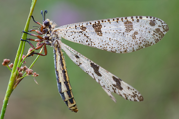 Libellenaehnliche Ameisenjungfer - Palpares libelloides