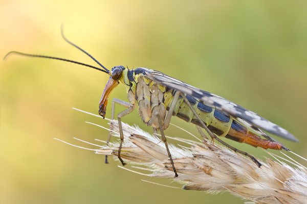 Gemeine Skorpionsfliege - Panorpa communis - Weibchen - Grimma - Sachsen - Muldental