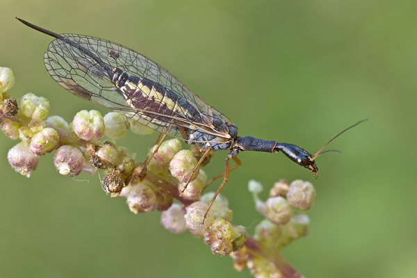Kamelhalsfliege - Raphidioptera - Sachsen - Muldental - Grimma 