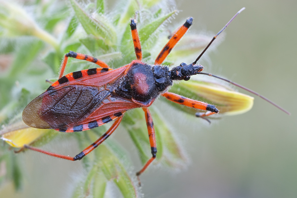 Rote Mordwanze - Rhinocoris iracundus Wanze WanzenRaubwanze, Rote Mordwanze Wallis Zornige Zornige Raubwanze Rote Insekten Harpactorinae