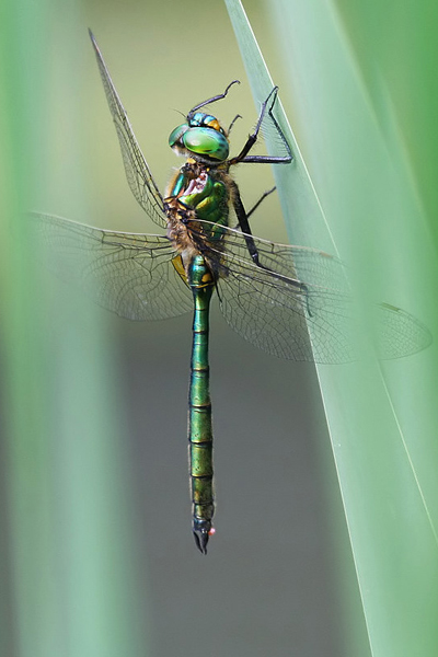 Glänzende Smaragdlibelle - Somatochlora metallica