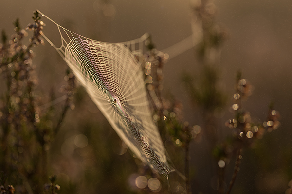 Spinnennetz in der Heide