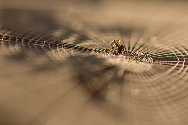 Spinnennetz in der Heide