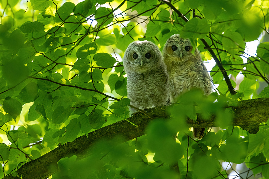 Waldkauz - Strix aluco Kaeuze Kauz Eulen Sachsen Waldkauz in Sachsen Voegel 