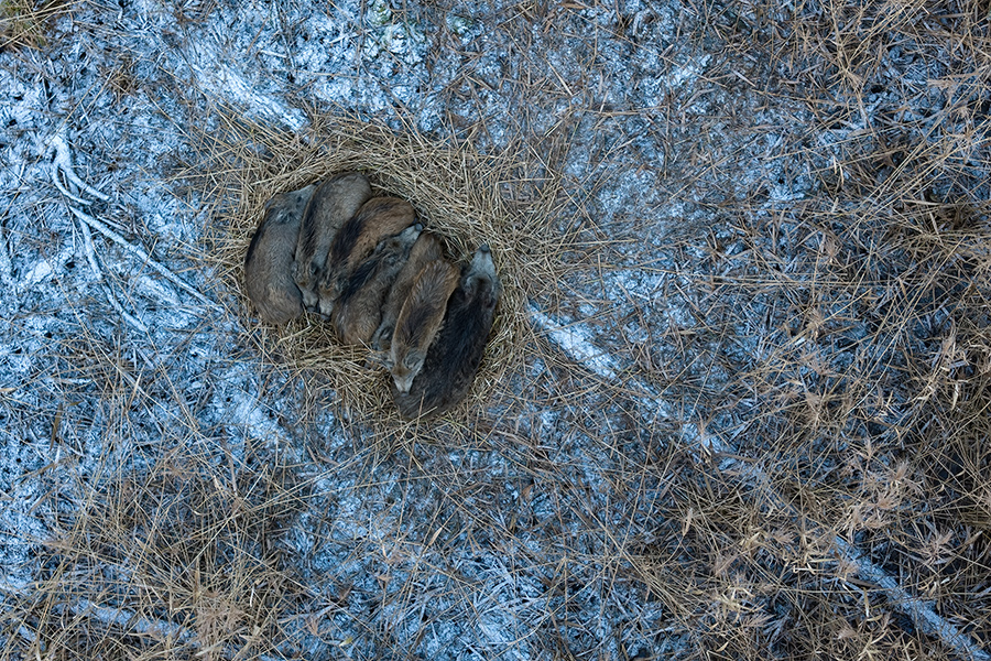 Wildschwein, Bache, Sus scrofa, wild_boar, wildschwein, bache, sachsen, saeugetiere, paarhufer, schweineartige, sus, sus_scrofa, suidae, suina, artiodactyla, laurasiatheria, echte_schweine, muldental, grimma, allesfresser, suhle, frischen, frischlinge, keiner, Frischlingskeiler, Überläuferkeiler, Kessel