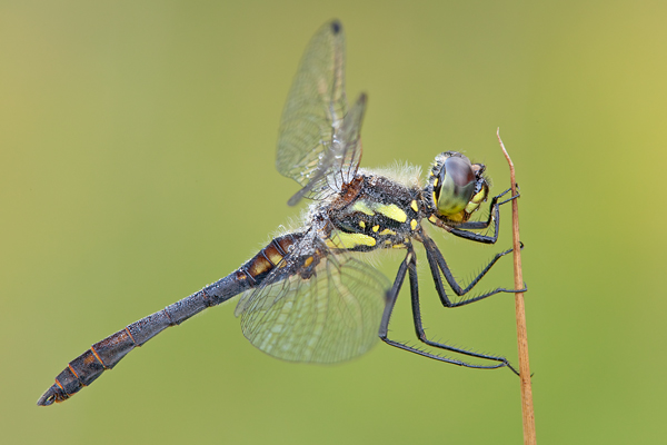 Schwarze Heidelibelle - Sympetrum danae - Maennchen - Dahlener Heide Heidelibellen Segellibellen