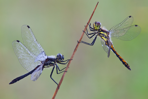 Schwarze Heidelibelle - Sympetrum danae Maennchen Sachsen Odonata Libellen Segellibellen Heidelibellen