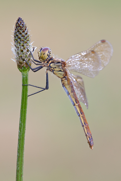 Sumpf-Heidelibelle - Sympetrum depressiusculum - Weibchen - Heidelibellen - Segellibellen