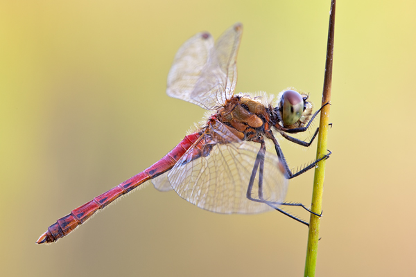 Sumpf-Heidelibelle - Sympetrum depressiusculum - Maennchen - Heidelibellen - Segellibellen
