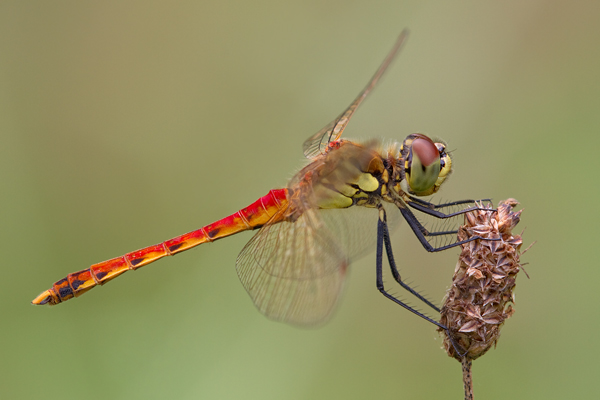 Sumpf-Heidelibelle - Sympetrum depressiusculum - Maennchen - Heidelibellen - Segellibellen Odonata Insekten Libellen Großlibellen