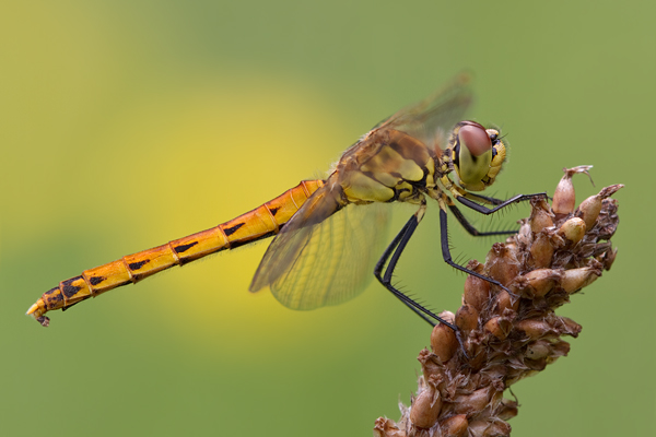 Sumpf-Heidelibelle - Sympetrum depressiusculum - Weibchen - Heidelibellen - Segellibellen