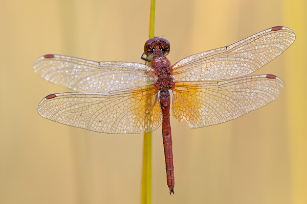 Gefleckte Heidelibelle - Sympetrum flaveolum - Heidelibelle - Libellen - Sachsen - Odonata - Segellibellen - Maennchen