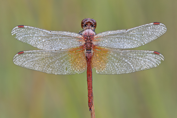 Gefleckte Heidelibelle - Sympetrum flaveolum - Heidelibelle - Libellen - Sachsen - Odonata - Segellibellen - Maennchen