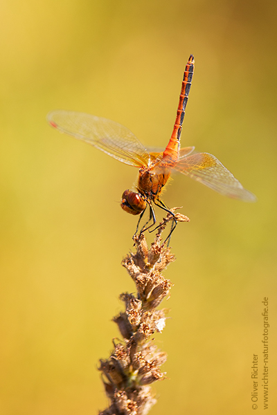 Gefleckte Heidelibelle - Sympetrum flaveolum - Heidelibelle - Libellen - Sachsen - Odonata - Segellibellen - Maennchen