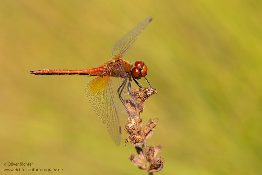 Gefleckte Heidelibelle - Sympetrum flaveolum - Heidelibelle - Libellen - Sachsen - Odonata - Segellibellen - Maennchen