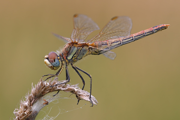 Fruehe Heidelibelle - Sympetrum fonscolombii