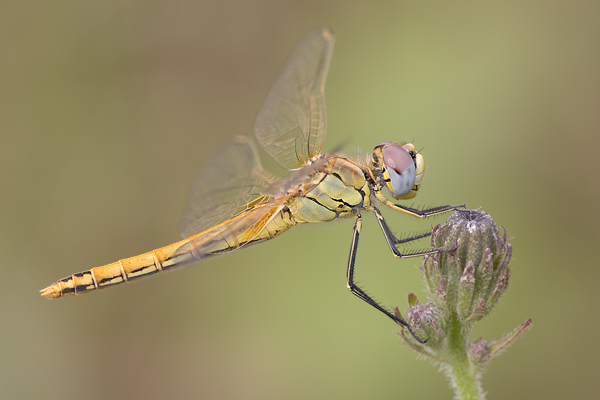 Fruehe Heidelibelle - Sympetrum-fonscolombii - Weibchen