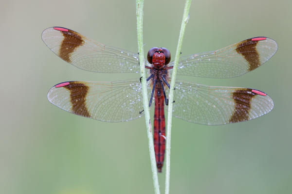 Gebaenderte Heidelibelle - Sympetrum pedemontanum -  Maennchen- Heidelibelle - pedemontanum Odonata Großlibellen Libellen Segellibellen Heidelibellen Brandenburg 