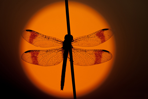 Gebaenderte Heidelibelle - Sympetrum pedemontanum - Weibchen - Heidelibelle - pedemontanum 