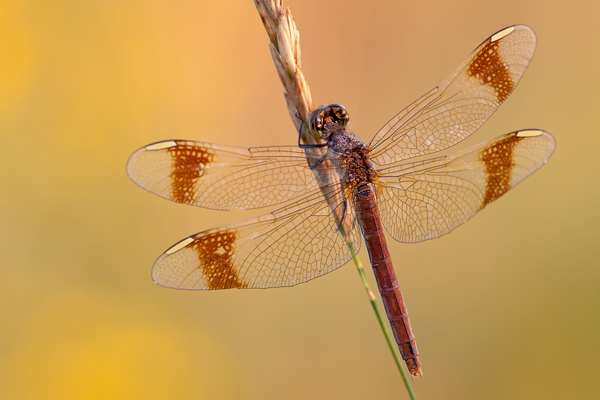Gebaenderte Heidelibelle - Sympetrum pedemontanum - Weibchen - Heidelibelle - pedemontanum 