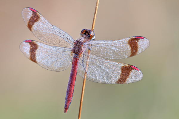 Gebaenderte Heidelibelle - Sympetrum pedemontanum - Maennchen - Heidelibelle - pedemontanum 