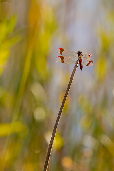 Gebaenderte Heidelibelle - Sympetrum pedemontanum - Weibchen - Heidelibelle - pedemontanum Odonata Großlibellen Libellen Segellibellen Heidelibellen