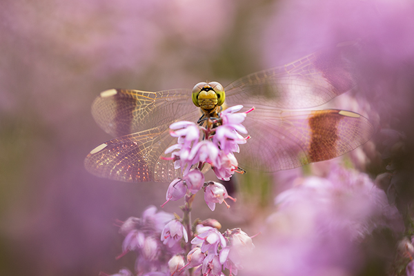 Gebaenderte Heidelibelle - Sympetrum pedemontanum - Weibchen - Heidelibelle - pedemontanum Odonata Großlibellen Libellen Segellibellen Heidelibellen