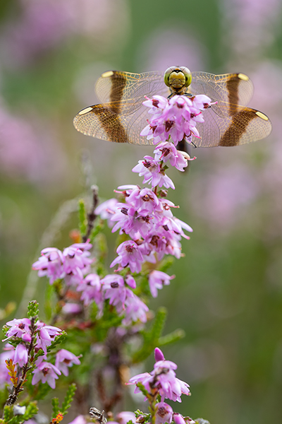 Gebaenderte Heidelibelle - Sympetrum pedemontanum - Weibchen - Heidelibelle - pedemontanum Odonata Großlibellen Libellen Segellibellen Heidelibellen