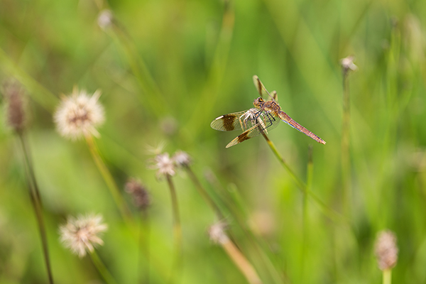 Gebaenderte Heidelibelle - Sympetrum pedemontanum - Weibchen - Heidelibelle - pedemontanum Odonata Großlibellen Libellen Segellibellen Heidelibellen