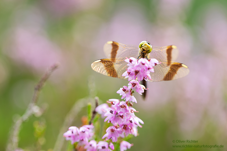 Gebaenderte Heidelibelle - Sympetrum pedemontanum - Weibchen - Heidelibelle - pedemontanum Odonata Großlibellen Libellen Segellibellen Heidelibellen