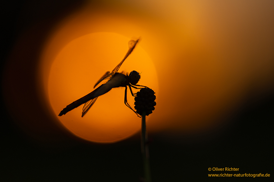 Gebaenderte Heidelibelle - Sympetrum pedemontanum - Weibchen - Heidelibelle - pedemontanum Odonata Großlibellen Libellen Segellibellen Heidelibellen