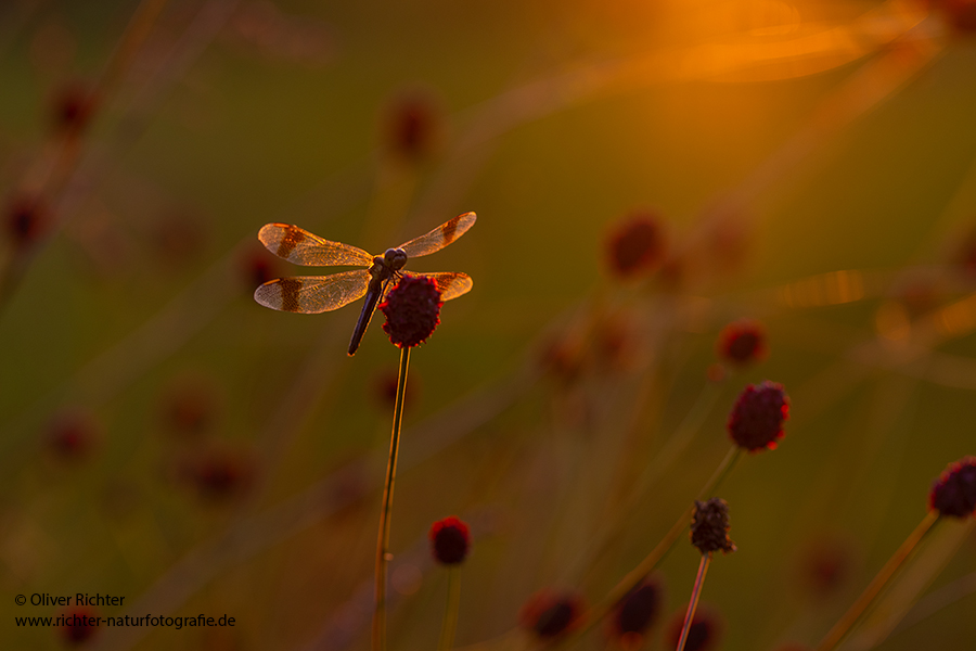 Gebaenderte Heidelibelle - Sympetrum pedemontanum - Weibchen - Heidelibelle - pedemontanum Odonata Großlibellen Libellen Segellibellen Heidelibellen