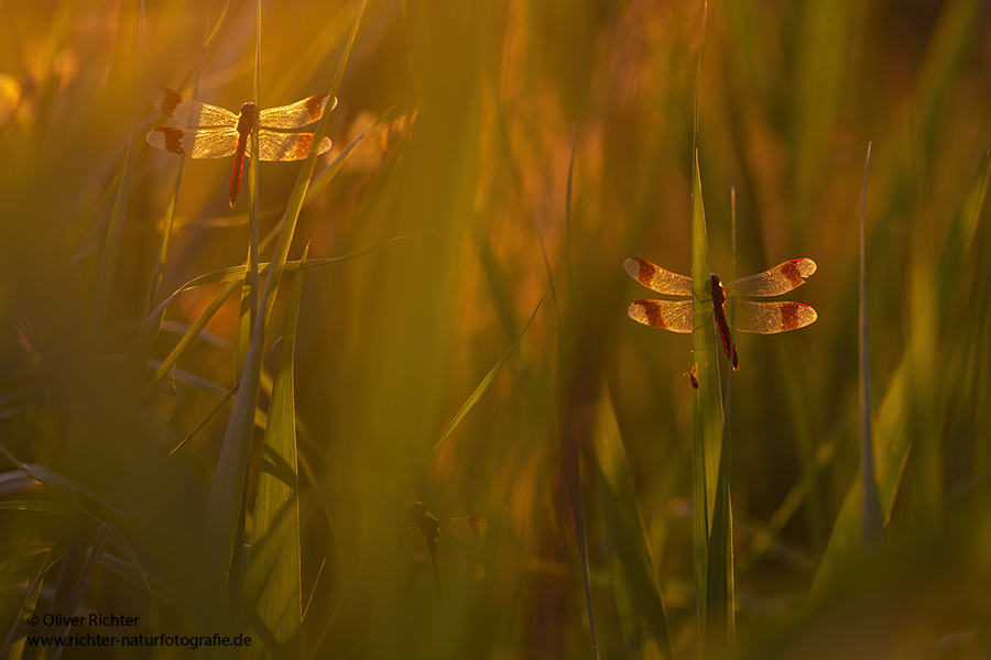 Gebaenderte Heidelibelle - Sympetrum pedemontanum - Weibchen - Heidelibelle - pedemontanum Odonata Großlibellen Libellen Segellibellen Heidelibellen