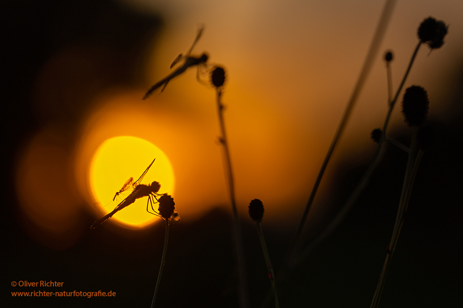 Gebaenderte Heidelibelle - Sympetrum pedemontanum - Weibchen - Heidelibelle - pedemontanum Odonata Großlibellen Libellen Segellibellen Heidelibellen